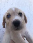 Cachorro raça SRD idade Abaixo de 2 meses nome Sem Nome 