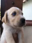 Cachorro raça SRD idade Abaixo de 2 meses nome Sem Nome 