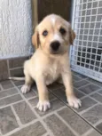 Cachorro raça SRD idade Abaixo de 2 meses nome Sem Nome 