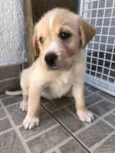 Cachorro raça SRD idade Abaixo de 2 meses nome Sem Nome 