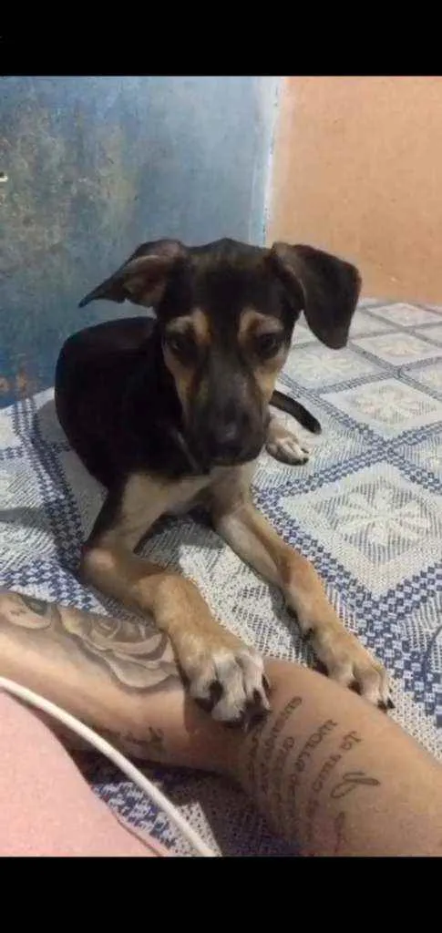 Cachorro ra a sem raça  idade 2 a 6 meses nome Theo