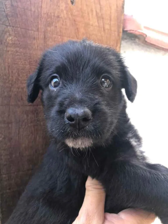 Cachorro raça SRD  idade Abaixo de 2 meses nome Sem nome