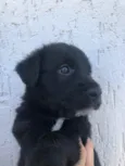Cachorro raça SRD  idade Abaixo de 2 meses nome Sem nome
