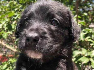 Cachorro raça SRD  idade Abaixo de 2 meses nome Sem nome