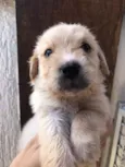 Cachorro raça SRD idade Abaixo de 2 meses nome Sem Nome