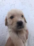 Cachorro raça SRD idade Abaixo de 2 meses nome Sem Nome