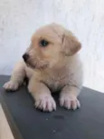 Cachorro raça SRD idade Abaixo de 2 meses nome Sem Nome