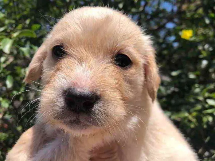 Cachorro raça SRD idade Abaixo de 2 meses nome Sem Nome