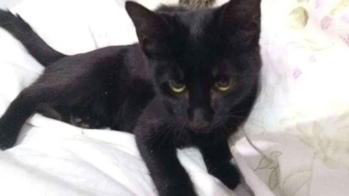 Gato ra a SRD idade 2 a 6 meses nome Peter