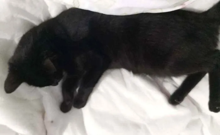 Gato ra a SRD idade 2 a 6 meses nome Peter