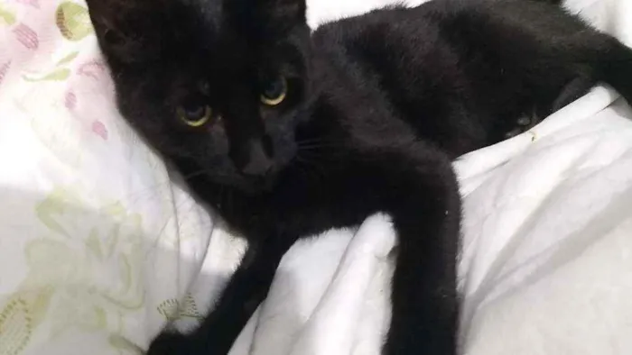 Gato ra a SRD idade 2 a 6 meses nome Peter