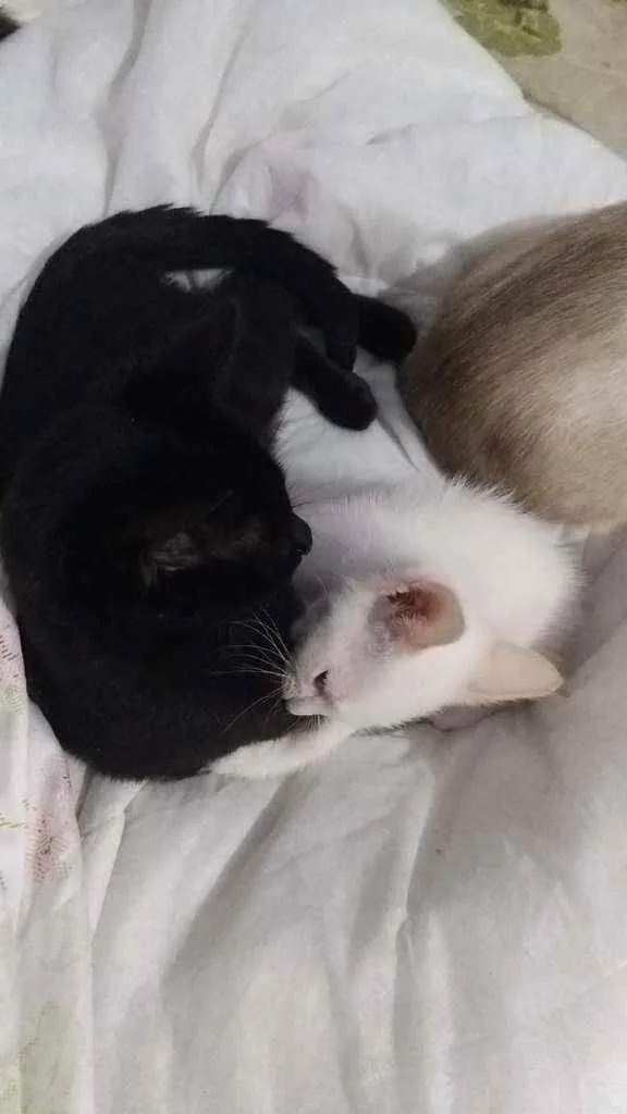 Gato ra a SRD idade 2 a 6 meses nome Peter