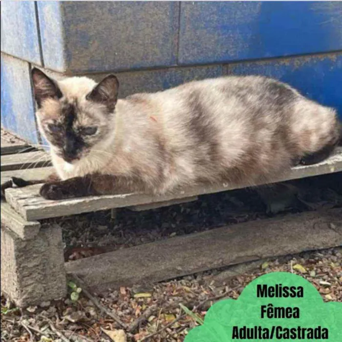 Gato ra a SRD idade 2 anos nome Melissa