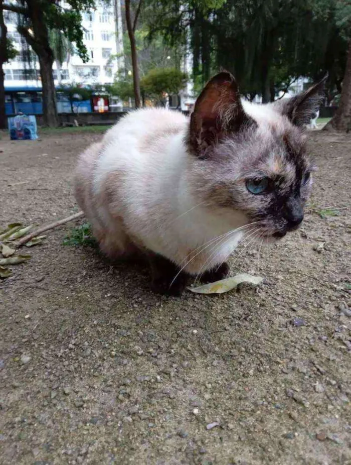 Gato ra a SRD idade 2 anos nome Melissa