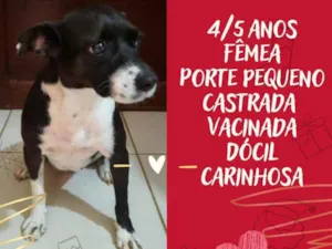 Cachorro raça Srd idade 4 anos nome Rebeca