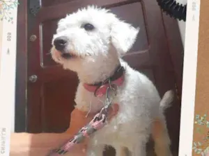 Cachorro raça Mix de poodle idade 2 anos nome Florzinha