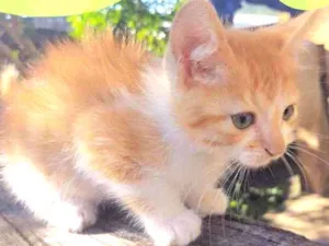 Gato raça Srd idade 2 a 6 meses nome Leo