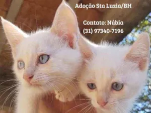 Gato raça Srd idade 2 a 6 meses nome Thor e Loki