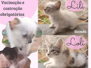 Gato raça Srd idade Abaixo de 2 meses nome Lili e Loli