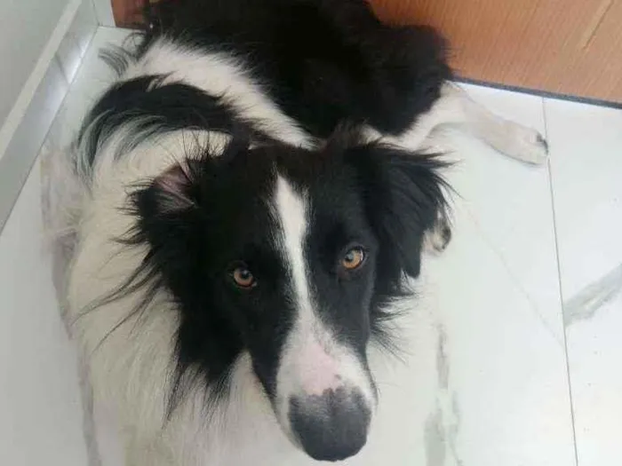 Cachorro ra a Border collie idade 7 a 11 meses nome Barney
