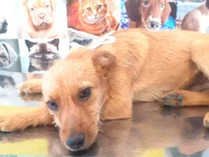 Cachorro raça SRD idade 2 a 6 meses nome Valente 