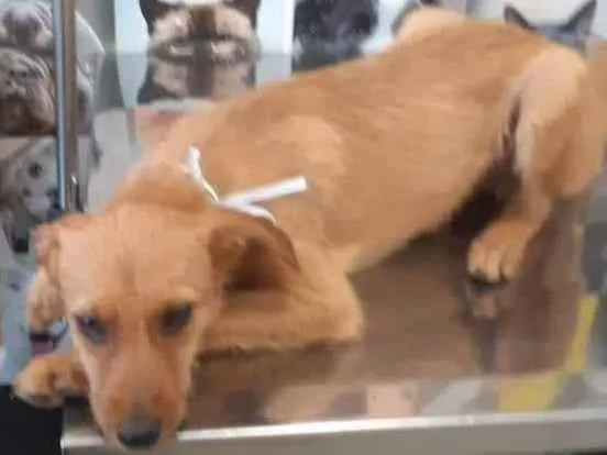 Cachorro ra a SRD idade 2 a 6 meses nome Valente 