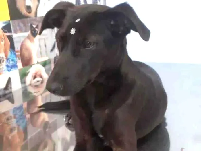 Cachorro ra a SRD idade 2 a 6 meses nome Jade