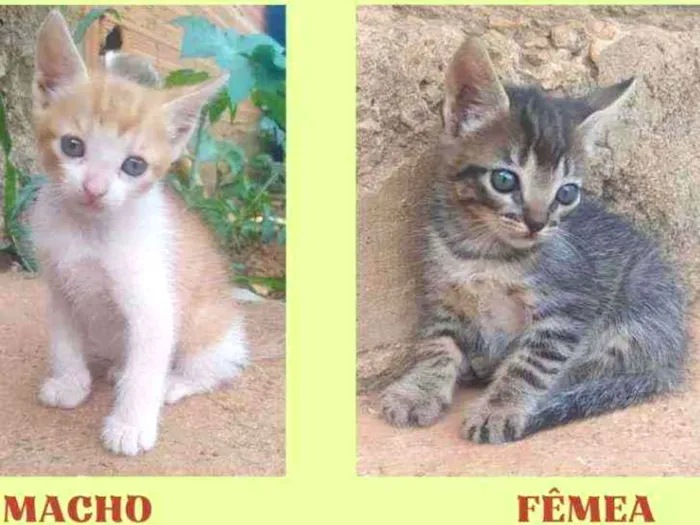 Gato ra a Sem raça definida idade Abaixo de 2 meses nome PARA ADOÇÃO