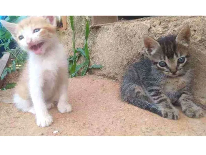Gato ra a Sem raça definida idade Abaixo de 2 meses nome PARA ADOÇÃO