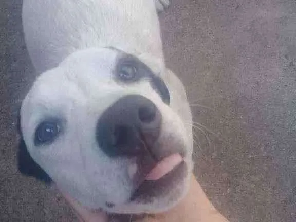 Cachorro ra a Dog alemão/border collie  idade 7 a 11 meses nome Dominó 