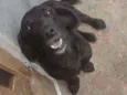 Duque e Todinho