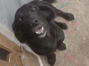 Cachorro raça Viralatas idade 1 ano nome Duque e Todinho