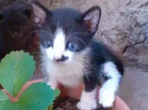 Gato raça Sem raça definida idade Abaixo de 2 meses nome Sem nome ainda