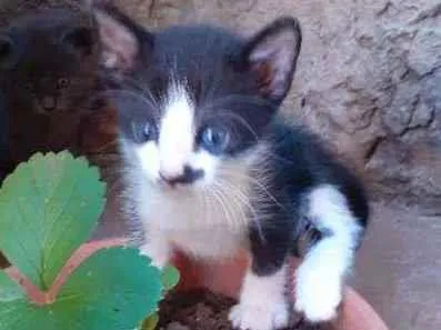 Gato ra a Sem raça definida idade Abaixo de 2 meses nome Sem nome ainda