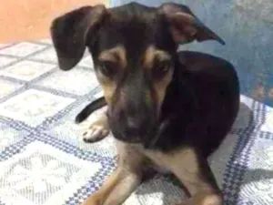 Cachorro raça sem raça  idade 2 a 6 meses nome Theo