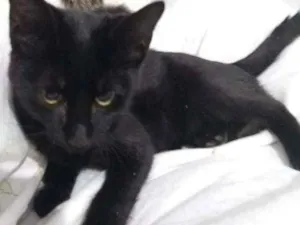 Gato raça SRD idade 2 a 6 meses nome Peter