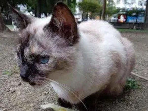 Gato raça SRD idade 2 anos nome Melissa