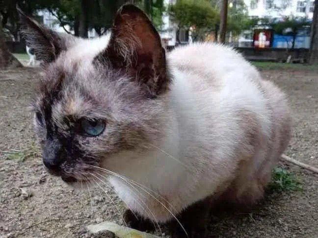 Gato ra a SRD idade 2 anos nome Melissa