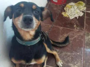 Cachorro raça Pinscher 2 idade 4 anos nome SIMBA