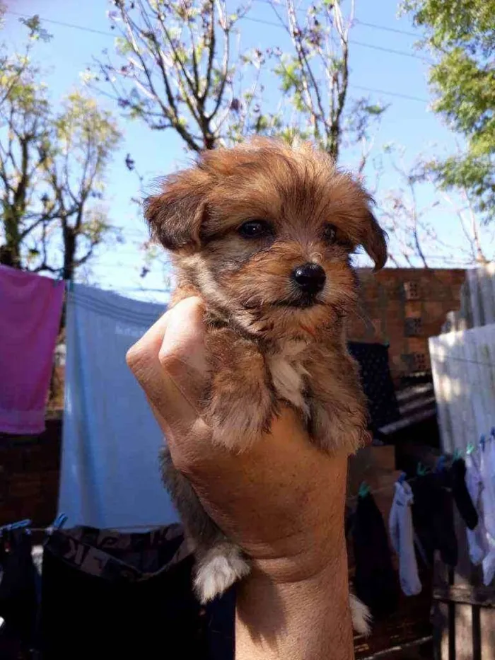 Cachorro ra a Border Collie, Poodle, SRD idade 2 a 6 meses nome Marronzinho