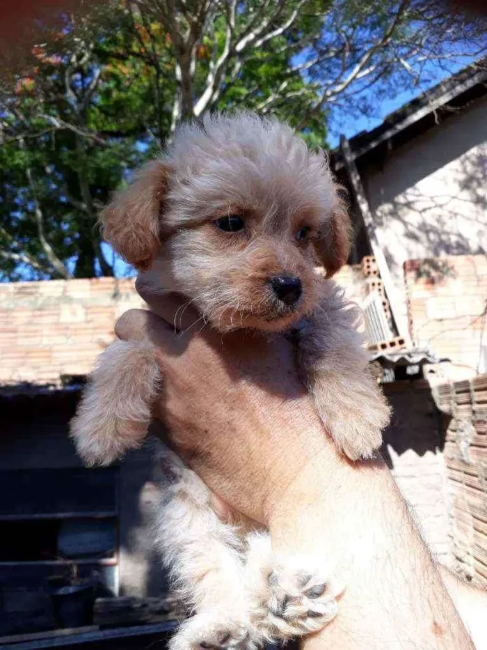 Cachorro ra a Border Collie, Poodle, SRD idade 2 a 6 meses nome Branquinho
