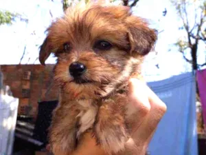 Cachorro raça Border Collie, Poodle, SRD idade 2 a 6 meses nome Marronzinho