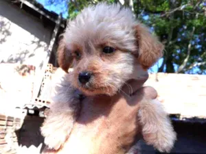 Cachorro raça Border Collie, Poodle, SRD idade 2 a 6 meses nome Branquinho