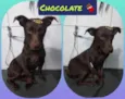 Cachorro raça SRD  idade 1 ano nome Chocolate 