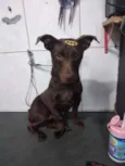 Cachorro raça SRD  idade 1 ano nome Chocolate 