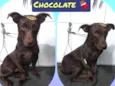 Cachorro raça SRD  idade 1 ano nome Chocolate 