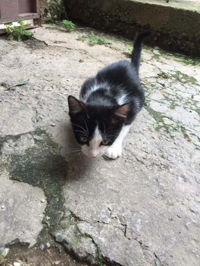 Gato ra a Vira lata idade 2 a 6 meses nome Manchinha