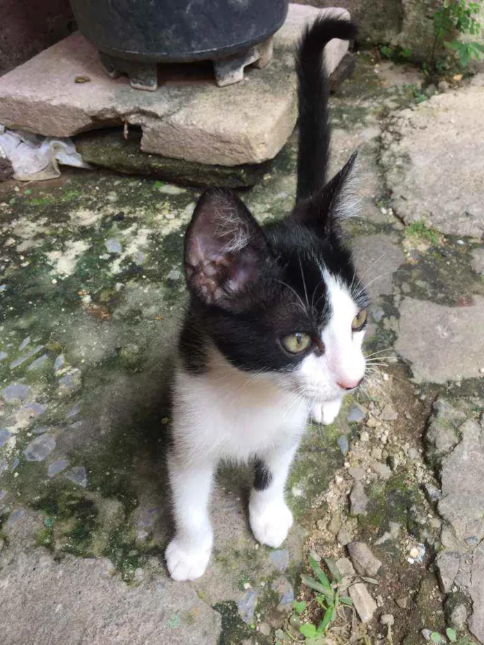 Gato ra a Vira lata idade 2 a 6 meses nome Manchinha