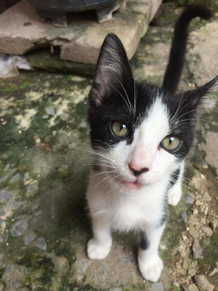 Gato ra a Vira lata idade 2 a 6 meses nome Manchinha