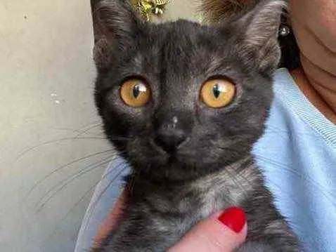 Gato raça Srd idade 2 a 6 meses nome Biscrock